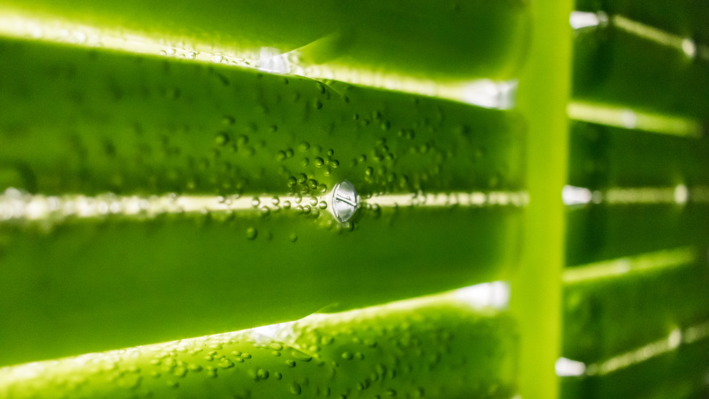 A close up of a glass tube with air bubbles and green algae.