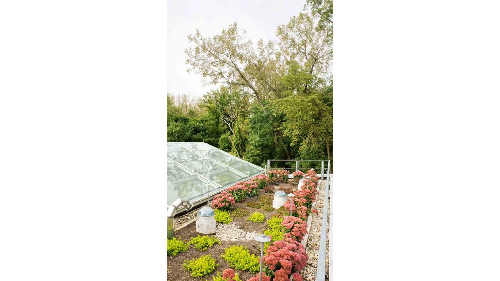 A garden with many plants.