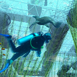 A person wearing scuba gear.