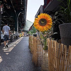 A person walking down a street with a large sunflower.