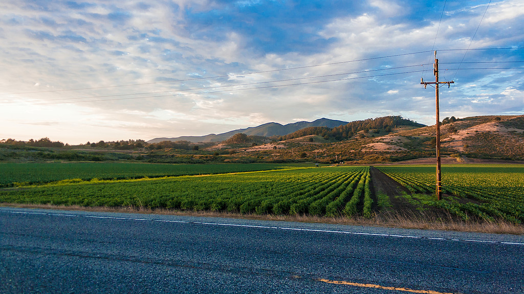 A road next to a field of crops.