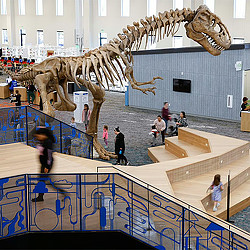 A skeleton of a dinosaur.