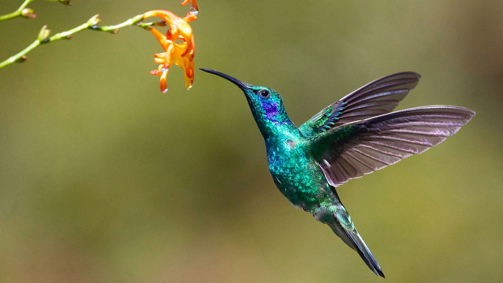 A hummingbird flying to a flower.