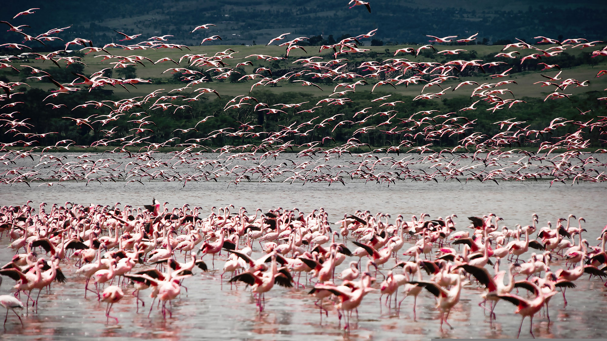 A flock of flamingos on a beach.