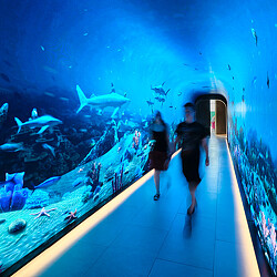 A couple of people looking at fish in a tank.